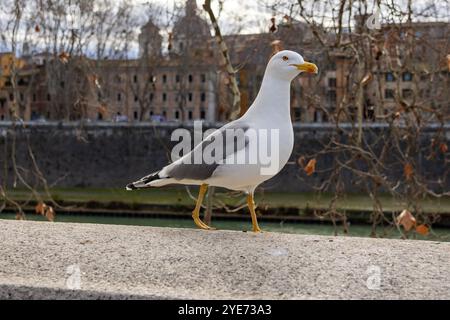 Möwe, die in Rom steht Stockfoto