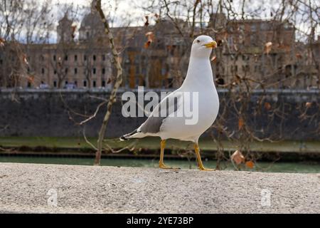 Möwe, die in Rom steht Stockfoto