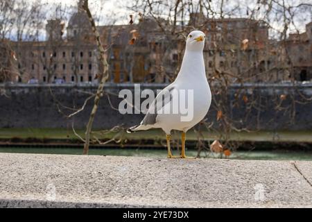 Möwe, die in Rom steht Stockfoto