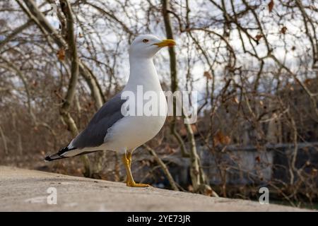 Möwe, die in Rom steht Stockfoto