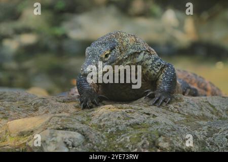 Ein junger Komodo-Drache, der sich morgens auf den Felsen sonnt, während er die Kamera ansieht Stockfoto