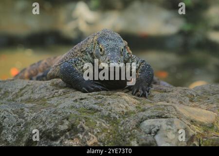 Ein junger Komodo-Drache, der sich morgens auf den Felsen sonnt, während er die Kamera ansieht Stockfoto