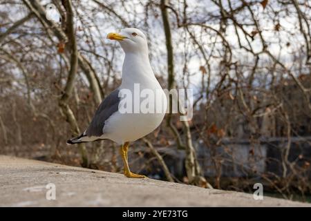 Möwe, die in Rom steht Stockfoto