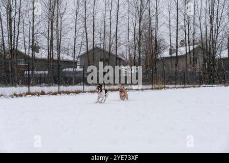 Starkschneefall stoppt das Leben in Alaska, Anchorage bedeckt in White Alaska, USA - 29. Oktober 2024 die Stadt Anchorage begrüßte den Winter mit dem ersten großen Schneefall der Saison. Der nächtliche Schneefall hat wichtige Straßen gesperrt, während Schneepflügen und Salzen in der ganzen Stadt voll ausgelastet sind. Die Schulen wechselten aufgrund des starken Schneefalls auf Fernunterricht, und die Gemeinde startete eine Online-Überwachungsplattform, um die Straßenverhältnisse im Auge zu behalten. Kinder und Haustiere spielen gerne im Schnee, während die Bewohner von Anchorage versuchen, die Herausforderungen zu meistern, die es mit sich bringt. Die Stadt Stockfoto