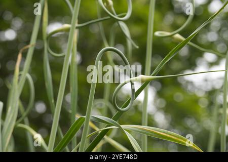 Nahaufnahme von Knoblauchlandschaften, die sich in einem Garten kräuseln. Das Bild fängt natürliches Wachstum, Grün und die Schönheit des ökologischen Landbaus ein. Stockfoto