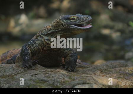 Ein junger komodo-Drache, der sich morgens auf den Felsen sonnt und lächelt Stockfoto