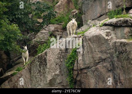 Zwei Rocky Mountain Ziegen auf einer Klippe. Stockfoto