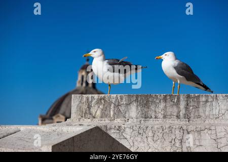 Möwe, die in Rom steht Stockfoto