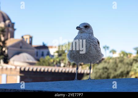 Möwe, die in Rom steht Stockfoto