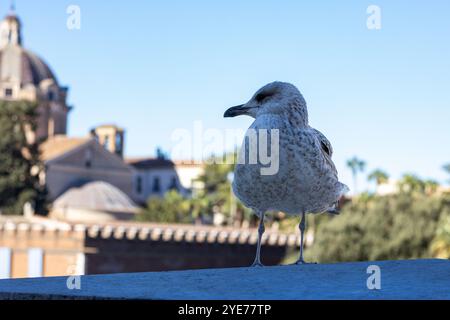 Möwe, die in Rom steht Stockfoto