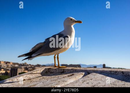 Möwe, die in Rom steht Stockfoto