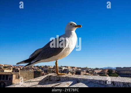 Möwe, die in Rom steht Stockfoto