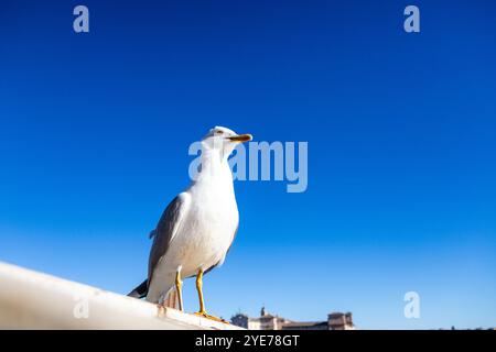 Möwe, die in Rom steht Stockfoto