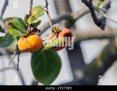 Japanische weißen Auge Stockfoto