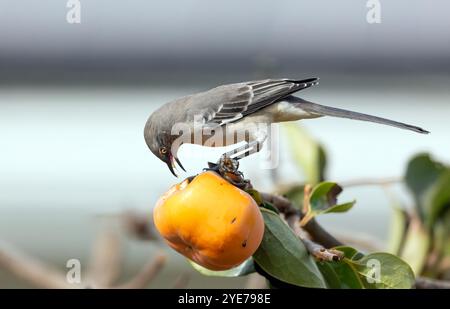 Nördliche Mockingbird Isst Granatapfel Stockfoto