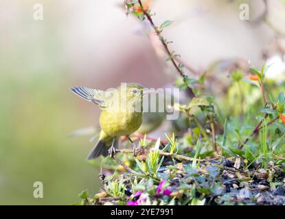 Orangefarbener Warbler Stockfoto