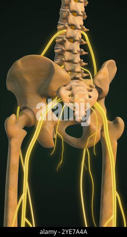 Hervorgehobener Ischiasnerv mit Knochen Stockfoto