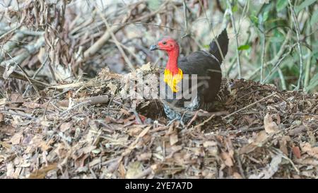 Eine Nahaufnahme eines australischen pinselpfuhs, der einen Nesthügel in einem Regenwald im Crater lakes-Nationalpark im Norden von qld, australien, baut Stockfoto