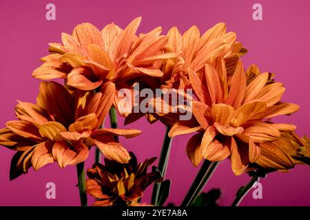 Wunderschöne Chrysantheme multiflora Conaco Orange auf rosa Hintergrund. Nahaufnahme des Blumenkopfes. Stockfoto