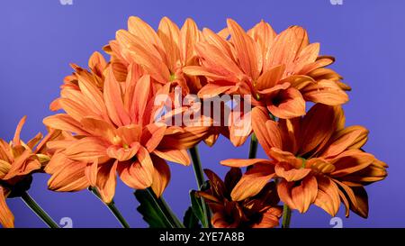 Wunderschöne Chrysantheme multiflora Conaco Orange auf blauem Hintergrund. Nahaufnahme des Blumenkopfes. Stockfoto