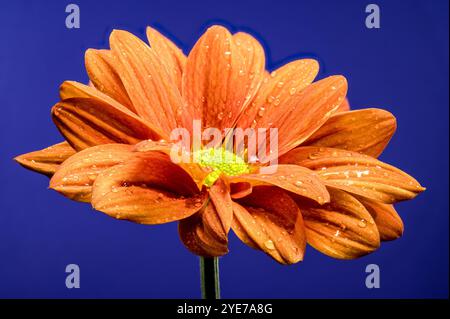 Wunderschöne Chrysantheme multiflora Conaco Orange auf blauem Hintergrund. Nahaufnahme des Blumenkopfes. Stockfoto
