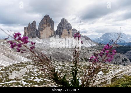 18. September 2024, Italien, Auronzo Di Cadore: Am 18. September 2024 blühen vor dem Panorama der drei Zinnen in den Sextner Dolomiten im Naturpark drei Zinnen bei Auronzo di Cadore (Provinz Belluno, Italien). Die drei Zinnen (italienisch: Drei Zinnen von Lavaredo) sind ein markantes Bergmassiv in den Sexten Dolomiten an der Grenze zwischen den italienischen Provinzen Belluno im Süden und Südtirol im Norden und ein Wahrzeichen der Region. Die Dolomiten sind das Hochtal der Dolomiten und UNESCO-Weltkulturerbe. Der höchste Punkt der Gruppe von Gipfeln ist der Stockfoto