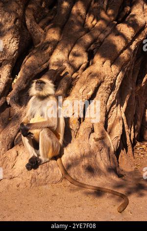 Semnopithecus entellus (Semnopithecus entellus) im Ranthambore National Park, Indien Stockfoto