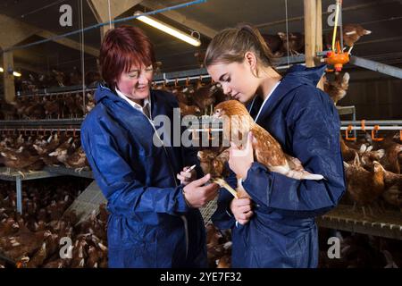 L bis R: Julie Taylor (RSPCA-Gutachterin), Beth Williamson (Wot-A-Pullet Farm Manager) bei einer RSPCA bestätigte akreditierte Junghennen. Yorkshire. Vereinigtes Königreich Stockfoto