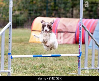 Wettkampf der Agilität mit Hund im Herbst Stockfoto