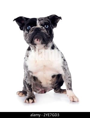 französische Bulldogge vor weißem Hintergrund Stockfoto