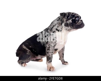 französische Bulldogge vor weißem Hintergrund Stockfoto