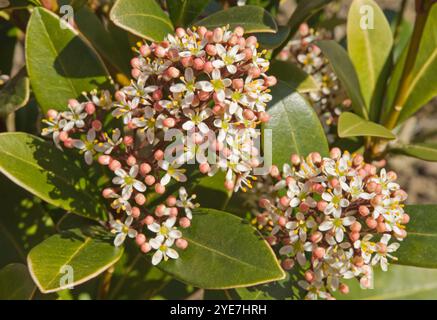 Skimmia japonica 'Rubella' in Blume Stockfoto