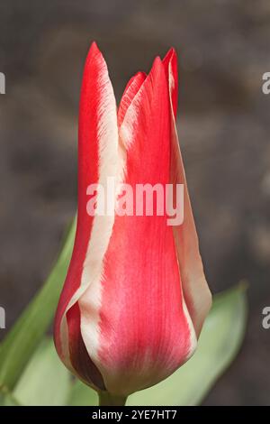 Tulipa greigii 'Pinocchio' Stockfoto