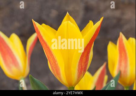 Tulipa kaufmanniana „Stresa“ Stockfoto