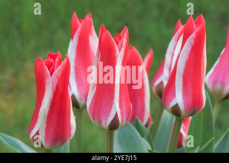 Tulipa greigii 'Pinocchio' Stockfoto