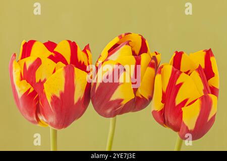 Rembrandt Tulip „Helmar“, Tulipa „Helmar“ Stockfoto