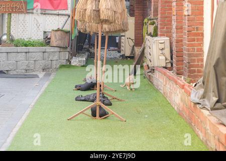 Öffentliche Straßen rund um Changgyeonggung-RO, Jongno-gu, Seoul, Südkorea gegen Mittag am 11. Oktober 2024. Stockfoto