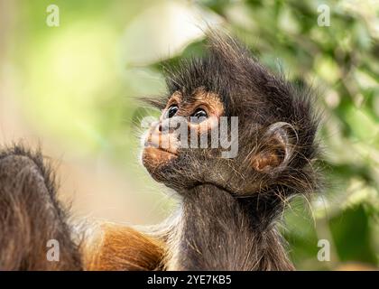 Niedliches und nahes Baby Spider Affengesicht Stockfoto