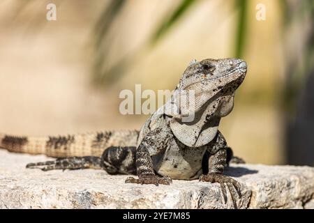 Black Spiny schwanzte Iguana, der in der Sonne am Rande einer Cenote in Akumal, Mexiko, sitzt. Stockfoto