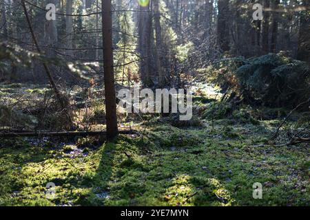 Grünes Moos wächst auf dem Boden in einem Wald Stockfoto
