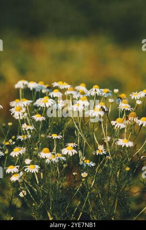 Detail der Chamaemelum nobile, auch bekannt als Kamille, die auf dem Feld wächst Stockfoto