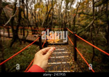 Roter Ahornbaum in der Hand der Frau im Herbstpark Stockfoto