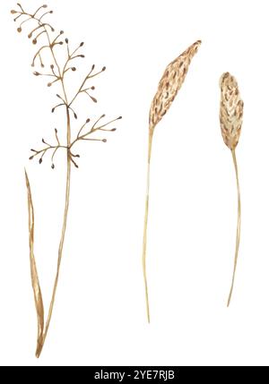 Aquarell Hand gezeichnet Feld Gras Illustration, grafische Wiese Pflanze Clipart Set Stockfoto