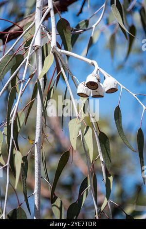 Ein Eukalyptus caesia, ora Western Australian Gum Tree, mit Gumminüssen und weißer Rinde und grünen Eukalyptusblättern, mit blauem Himmel Hintergrund, vertikal Stockfoto