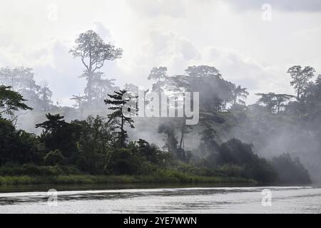 Nebel über dem Regenwald entlang des Flusses Sangha, Dzanga-Sangha Complex of Protected Areas (DSPAC), Präfektur Sangha-Mbaere, Zentralafrikanische Republik Stockfoto