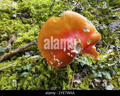 Fliegen Sie Agarie (Amanita muscaria) auf moosigem Boden Stockfoto
