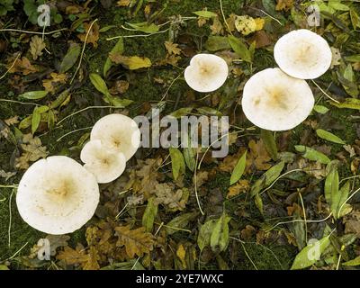 Gemeinsamer Trichter (Infundibulicybe gibba) Stockfoto