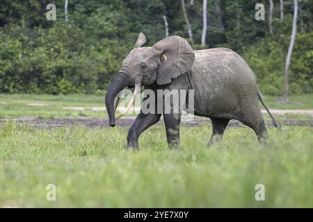 Waldelefant (Loxodonta cyclotis) in der Dzanga Bai Waldlichtung, Dzanga-Ndoki Nationalpark, UNESCO-Weltkulturerbe, Dzanga-Sangha Komplex Stockfoto