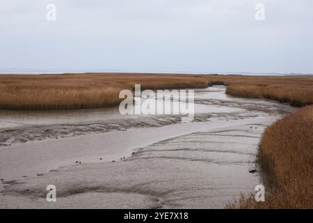 Niedrigwasser, Schilf, Wattenmeer, Dollart, Nieuwe Statenzijl, Niederlande Stockfoto