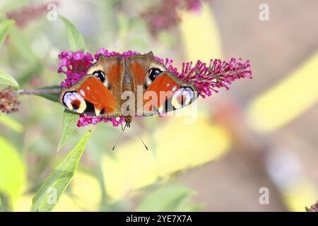 Pfauenfalter (Inachis io) saugt Nektar an Schmetterlingsstrauch (Buddleja davidii), in einer natürlichen Umgebung in freier Wildbahn, Nahaufnahme, Tierwelt, Insekten Stockfoto